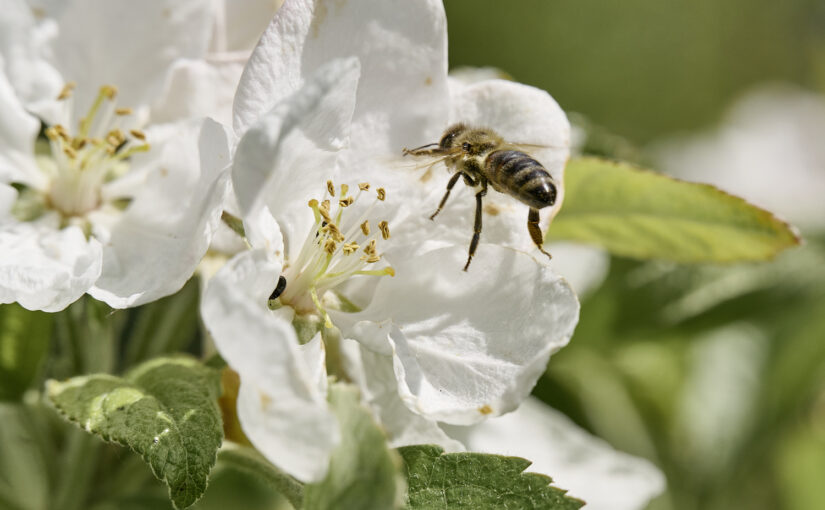 Zu Besuch im Alten Apfelgarten