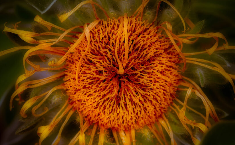 Botanischer Garten Kiel